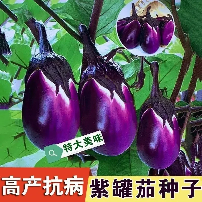 【紫罐茄种子】特大紫黑茄阳台蔬菜蔬果种籽牛心茄菜籽椭圆茄冠种籽