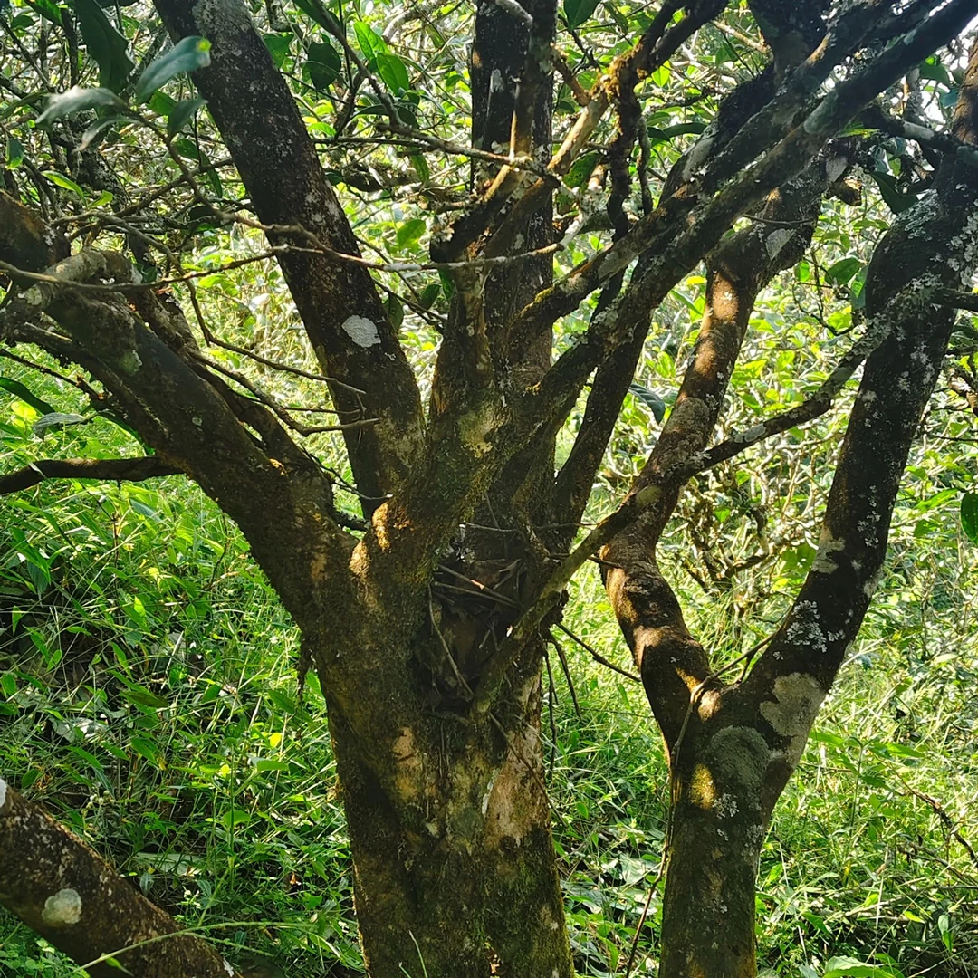 梅子箐茶叶通用链接