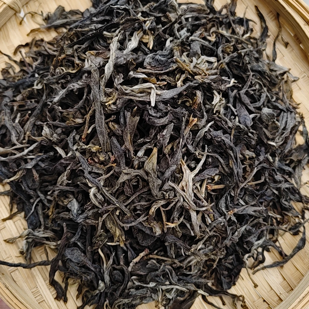 梅子箐51号2024年烂地垭口秋茶