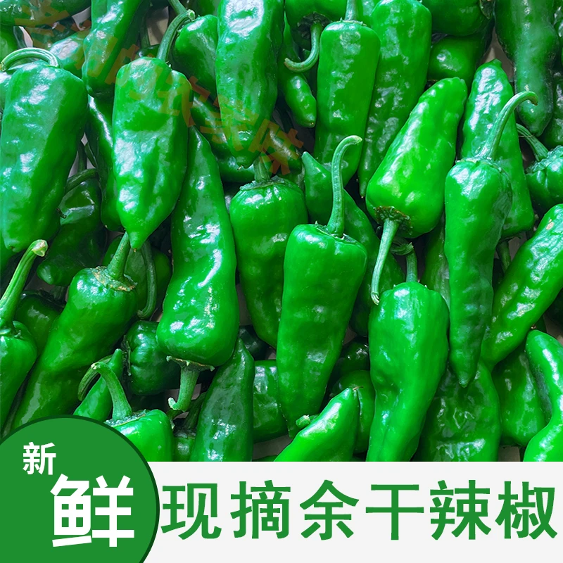 余干辣椒精选鲜香优质农家种植美味新鲜采摘特辣土辣椒1斤坏包赔