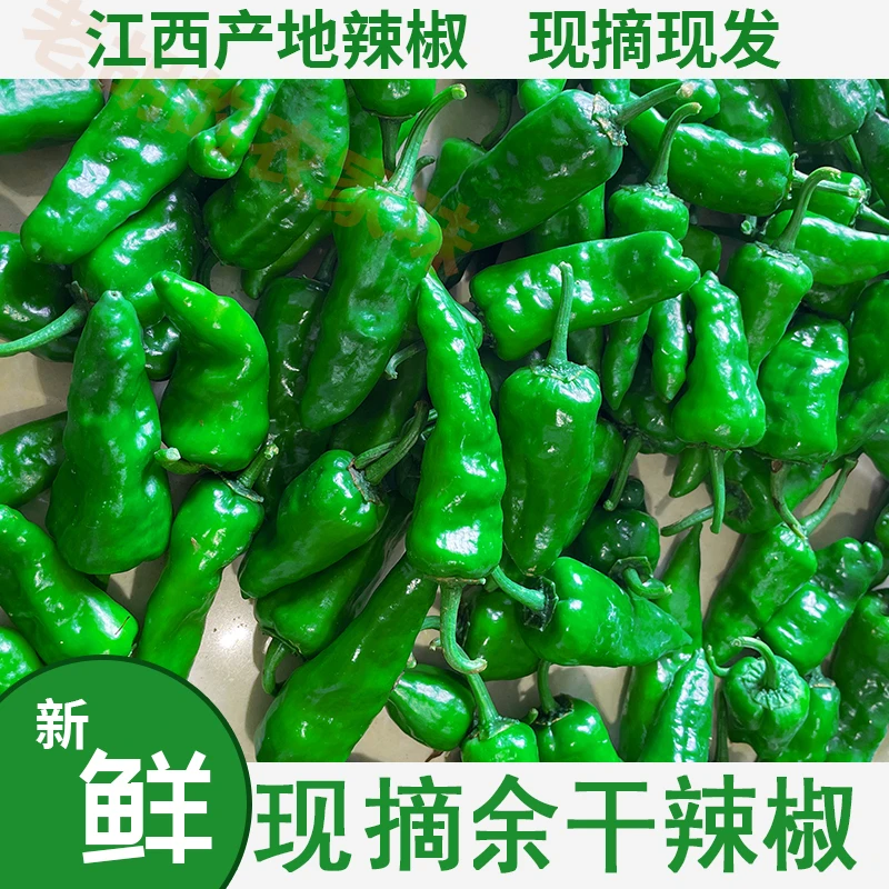 余干辣椒江西枫树辣椒优选种植土辣椒鲜香爽口味道新鲜采摘辣椒