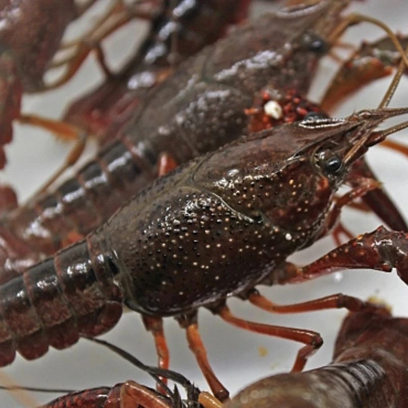 潜江清水小龙虾（中号）约1000g