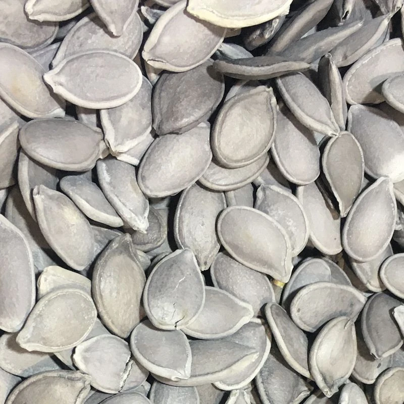 Y1散旭东珍珠茶瓜子R+约500g