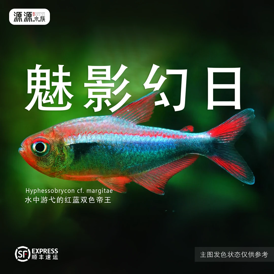 【源源水族】魅影幻日帝王灯鱼高端热带小型观赏鱼活体热带鱼观赏鱼