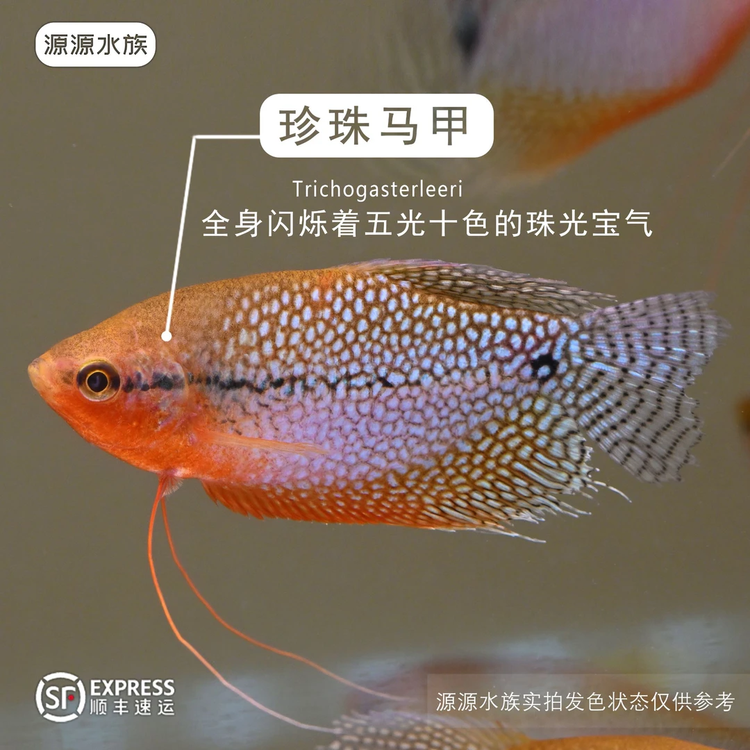【源源水族】珍珠七彩马甲活体观赏鱼小型好养定完水发色完美