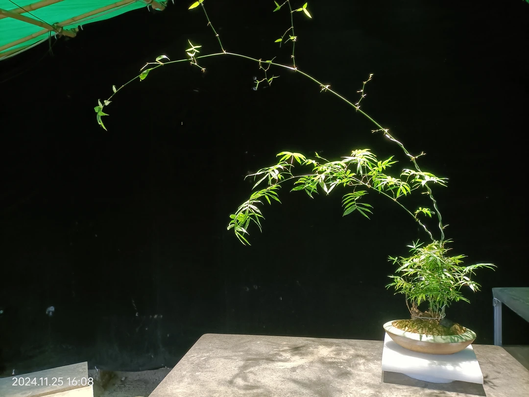 小叶簕竹，茶台小品