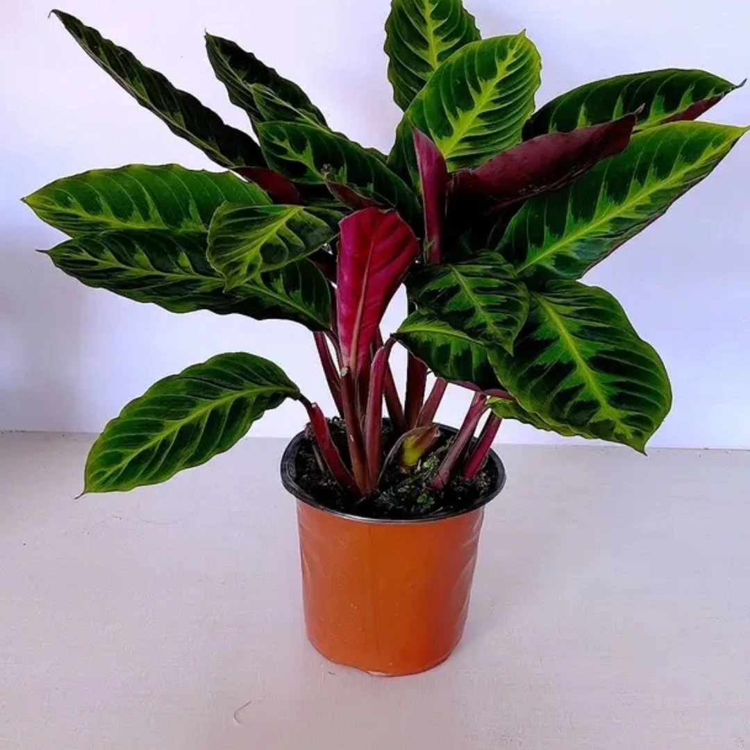 天鹅绒竹芋室内盆栽观叶桌面高颜值绿植办公室净化空气绿植客厅