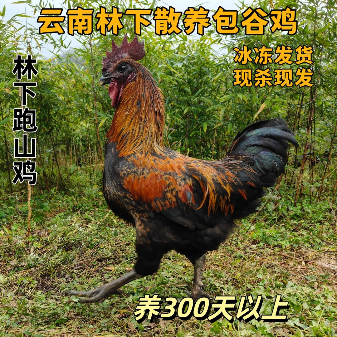 林下散养包谷鸡黑土鸡