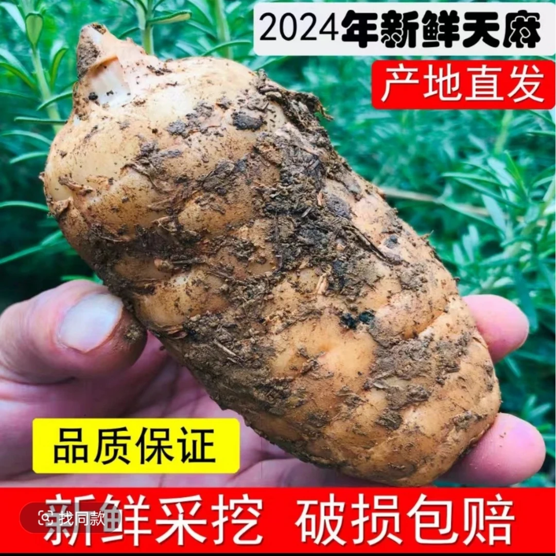 新鲜昭通天麻产地直发正宗乌天麻
