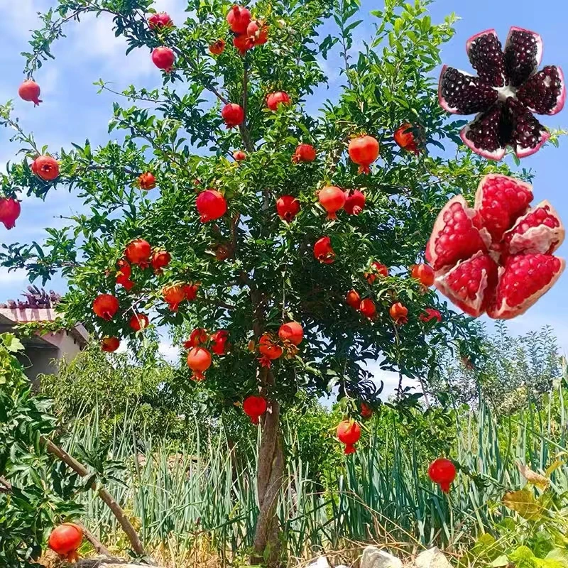 【直播福利】一物 一拍 盆栽植物矮化地栽南北方栽种