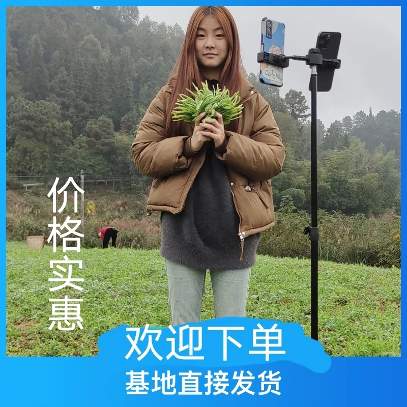 四川豌豆尖基地直接发货批发