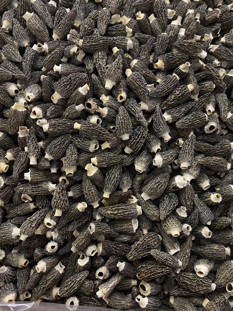 正宗无脚羊肚菌100g