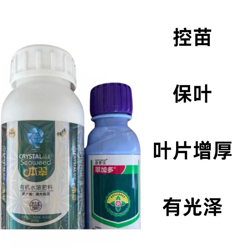 翠加多控苗保叶叶片厚绿防病组合