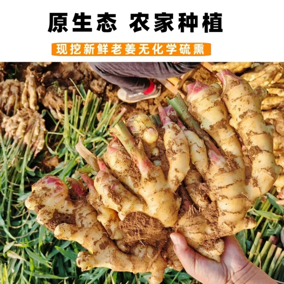 不泡药不熏硫山东老姜黄姜带泥黄姜小黄姜月子姜姜粉姜茶泡脚
