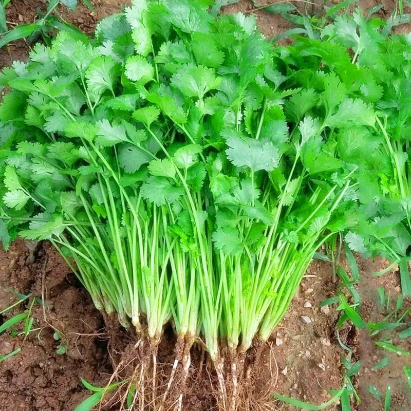 山东新鲜香菜咸菜芫荽嫩带根香菜露天香菜火锅菜叶菜新鲜蔬菜鲜嫩