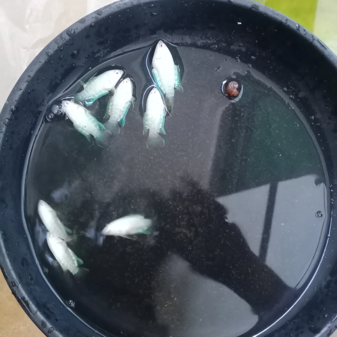 中国斗鱼黄金白兔蓝蛇无纹蓝改良普直播间对图一物一拍