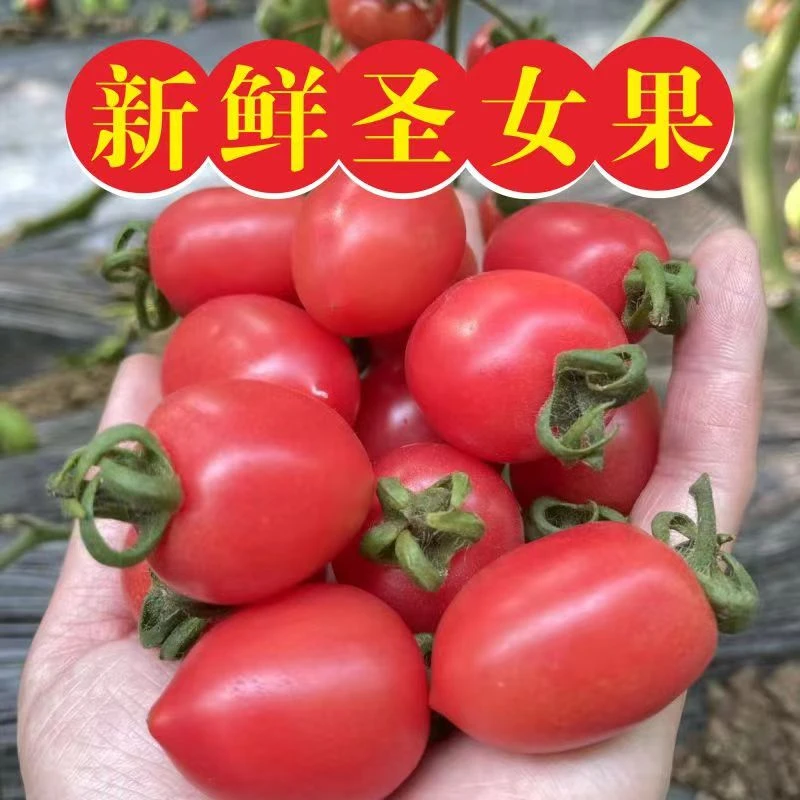 5斤圣女果【福利果】山东千禧6号小番茄新鲜现摘小西红柿爆汁多汁
