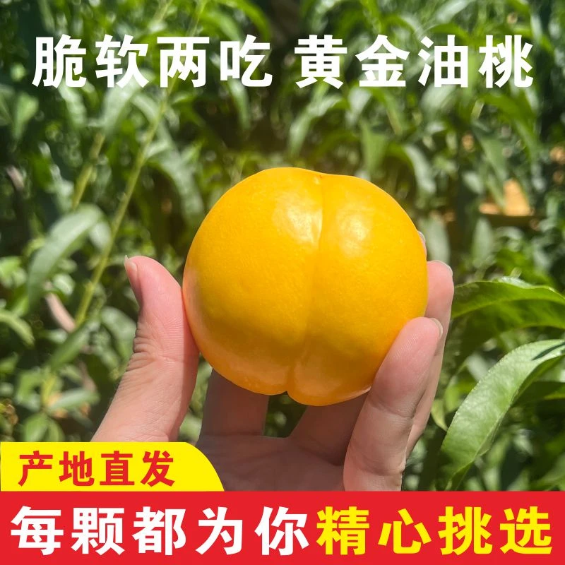【夏日尝鲜】黄金蜜黄油桃山东纯甜蜜桃蒙阴桃新鲜水果2-5斤