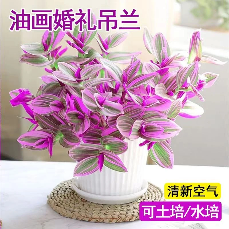 油画婚礼吊兰小盆栽紫露兰花室内办公室花卉绿植多肉水培垂吊植物
