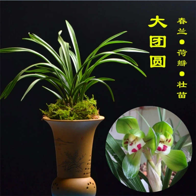 大团圆春兰浓香花期1-3月庭院阳台客厅前台办公室好养易活兰花