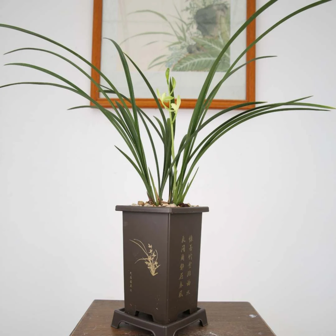 铁骨素梅建兰名品梅瓣素心花盆栽庭院客厅阳台办公室好养夏秋开花