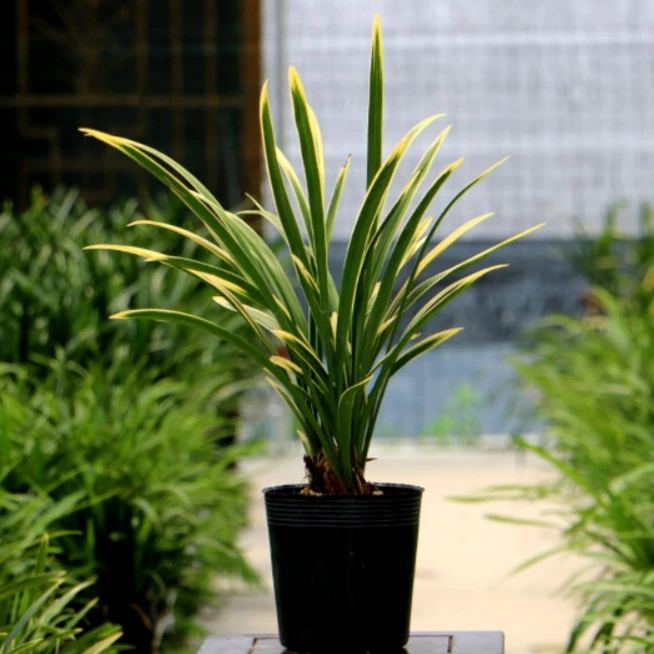 黄金锦旗建兰名品赏叶胜赏花观叶兰花绿植室内阳台庭院好养易活