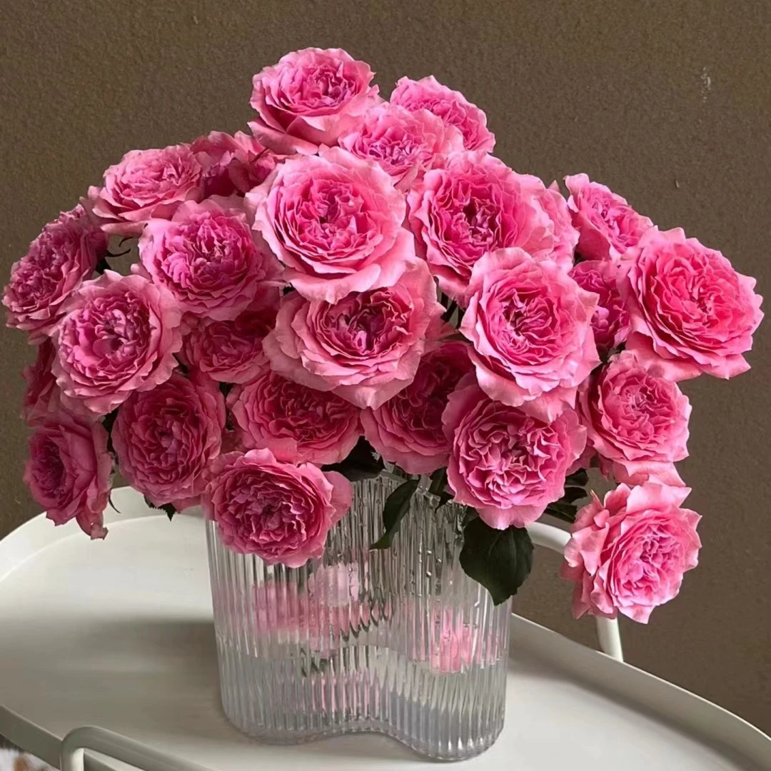 【探花甄选】珊瑚果冻稀有小众玫瑰 云南基地直发 两单起发顺丰冷链