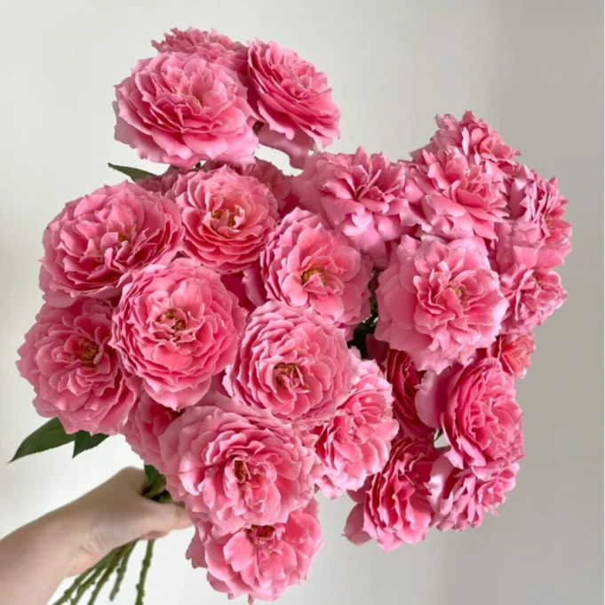 【探花甄选】 粉色啦啦队玫瑰带包装醒花任意两单顺丰/京东冷链包邮