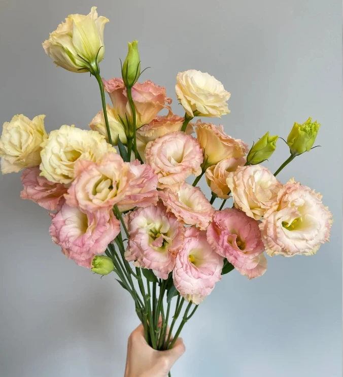 【探花甄选】香槟洋桔梗 云南基地直发 店铺内拍两单起发顺丰冷链