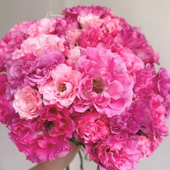 【探花甄选】美人鱼玫瑰 云南基地直发 两单起发顺丰冷链 鲜花治愈