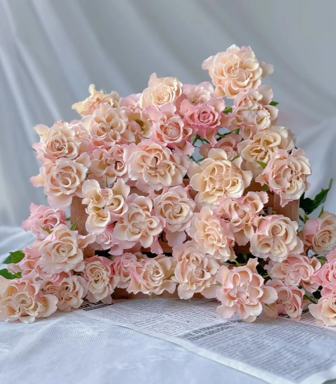 【探花甄选】卓夫特玫瑰云南基地直发 两单起发顺丰冷浪漫七夕礼