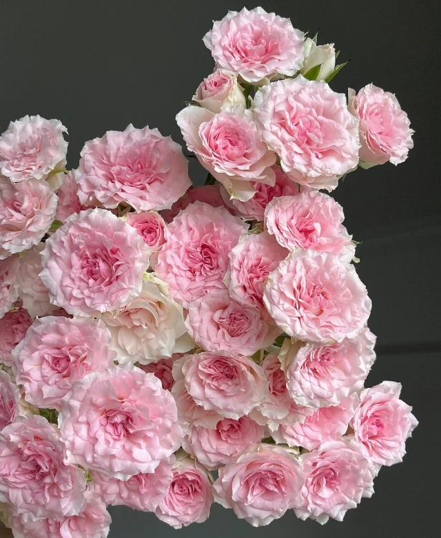 【探花甄选】情迷罗拉 云南基地直发新鲜两单起发 斗南鲜花花卉玫瑰