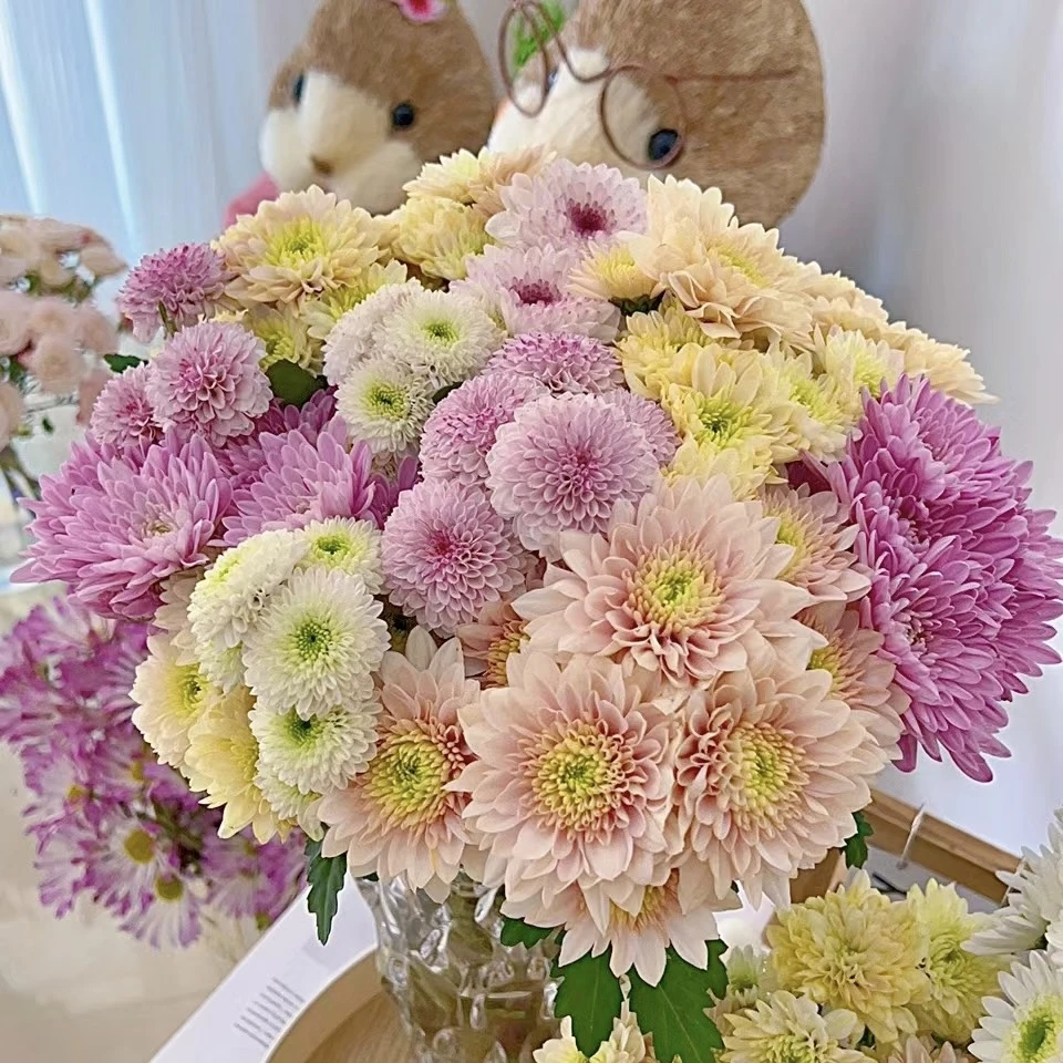 【探花甄选】混色小菊花期超长 云南基地直发 店内两个订单起发货