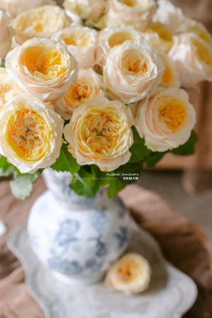 【探花甄选】特蕾莎小众稀有玫瑰 云南基地直发 两单起发顺丰