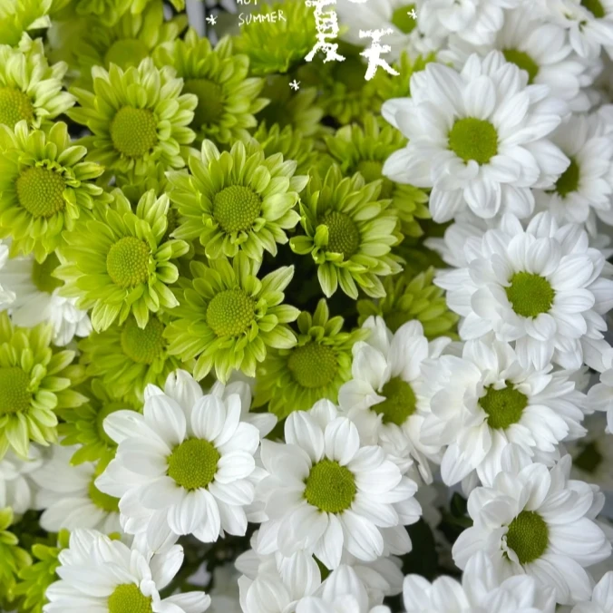 【探花甄选】白绿小菊组合 云南斗南鲜花 网购鲜浪漫七夕礼