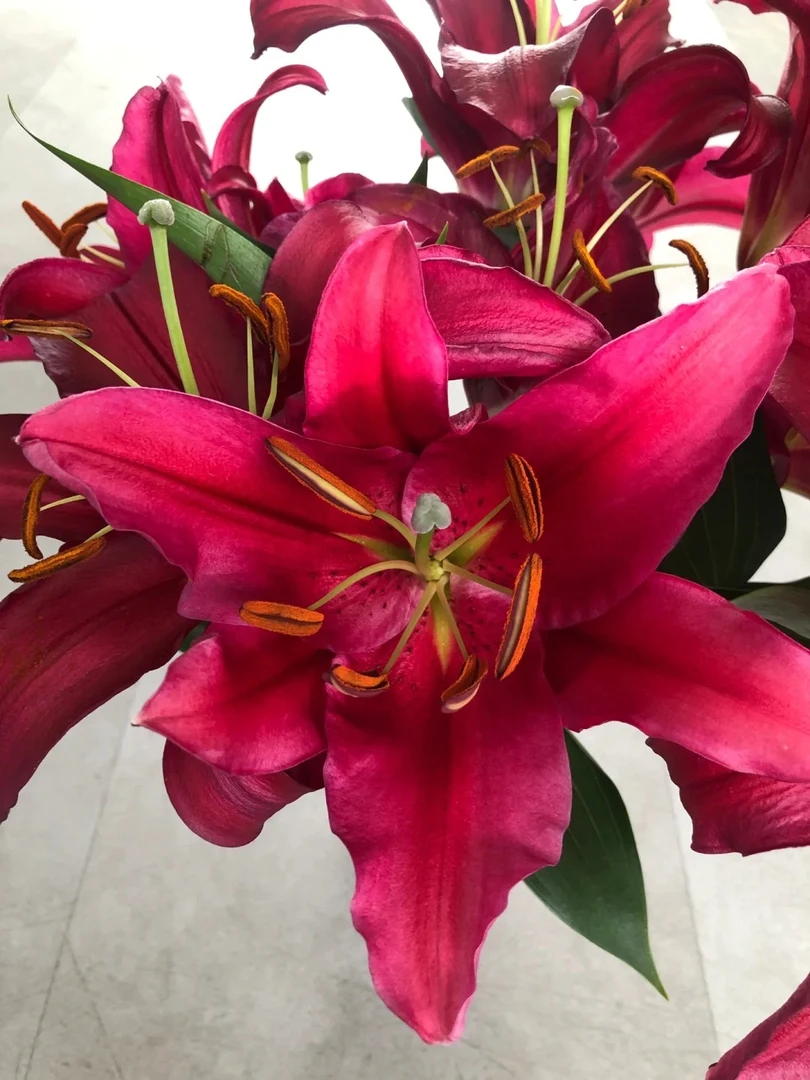 【探花甄选】布达佩斯百合花卉 云南基地直发 新鲜家庭插花