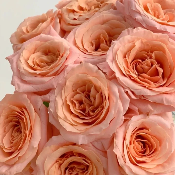 【探花甄选】微光玫瑰小众玫瑰 云南直发 店内两个订单起顺丰