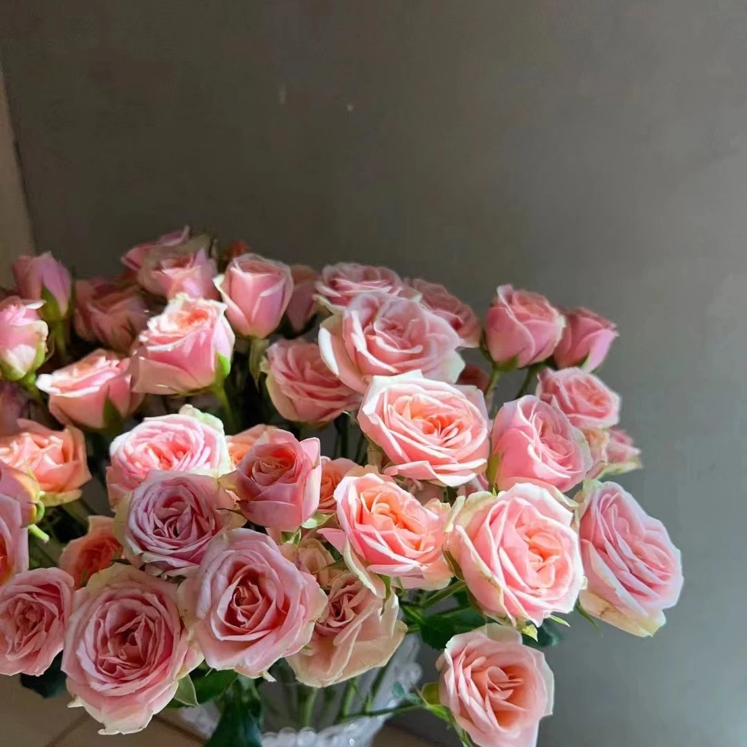 【探花甄选】圆舞曲玫瑰  云南基地直发 两单起发顺丰 冷链新鲜好看