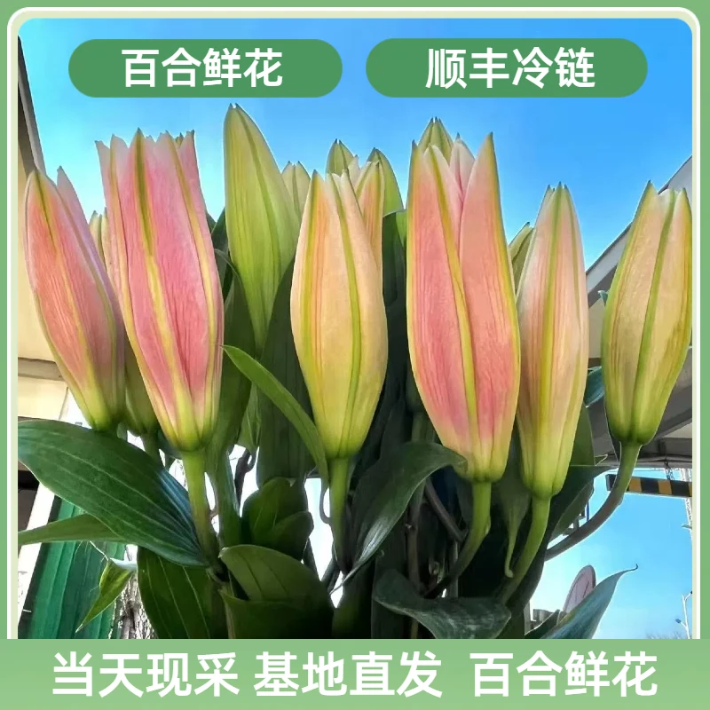 【顺丰包邮】香水百合 水养鲜花 花苞发货云南基地鲜花百合鲜花玫瑰