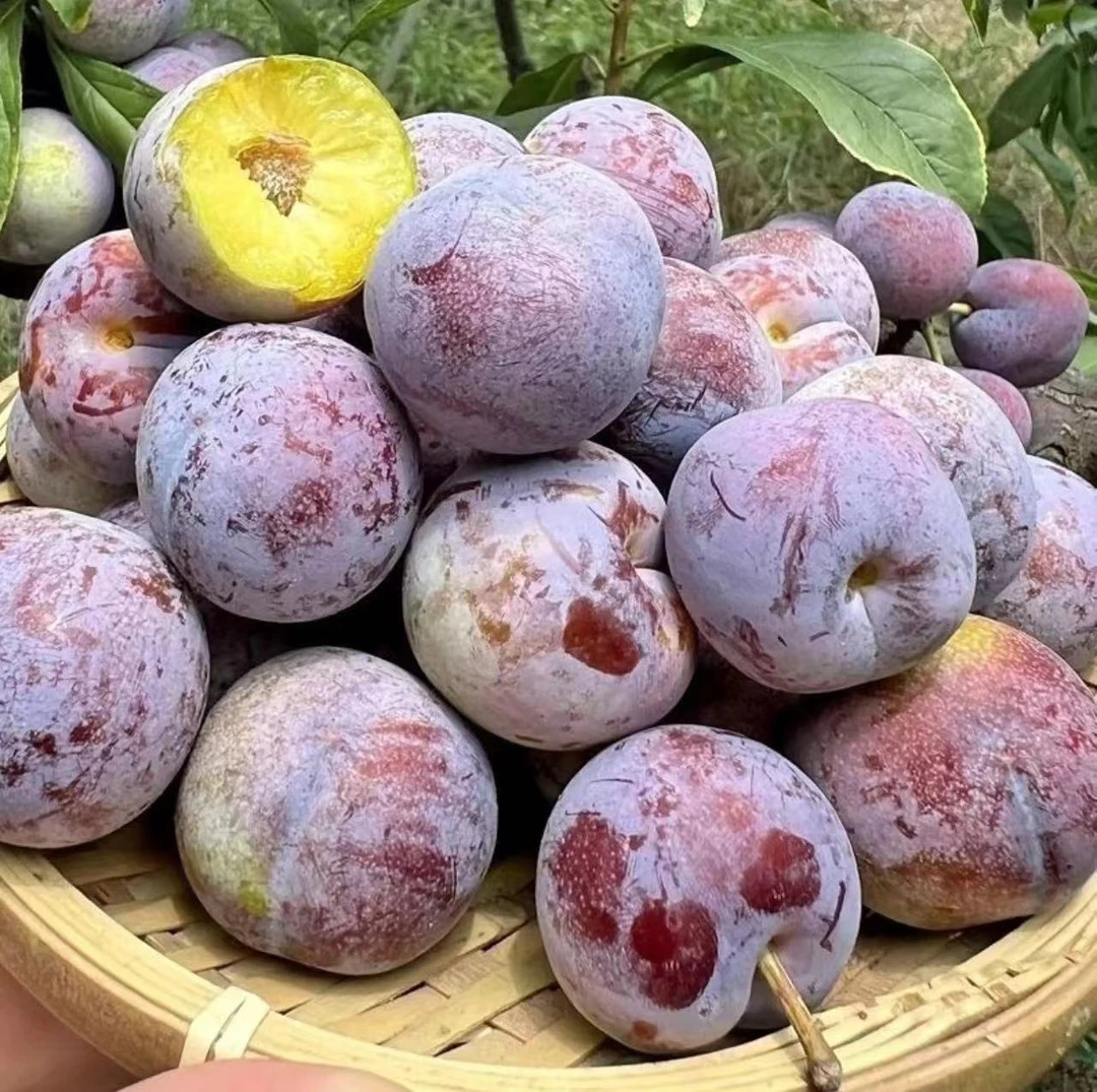 陕西黑红布林黑宝石李子5斤9斤代发包邮恐龙蛋鲜鲜孕妇水果整箱批