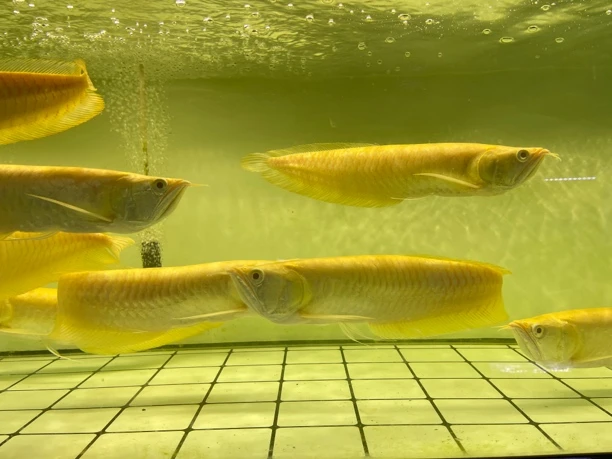 红眼黄化银龙赤瞳雪艳观赏鱼银龙鱼热带鱼活体发货
