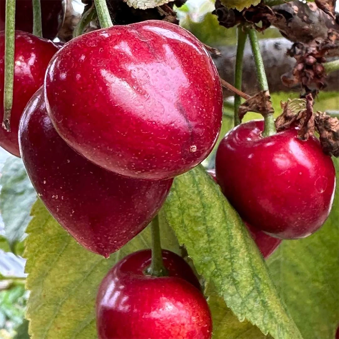 大连陆地樱桃 新鲜食后签收产品食用售后