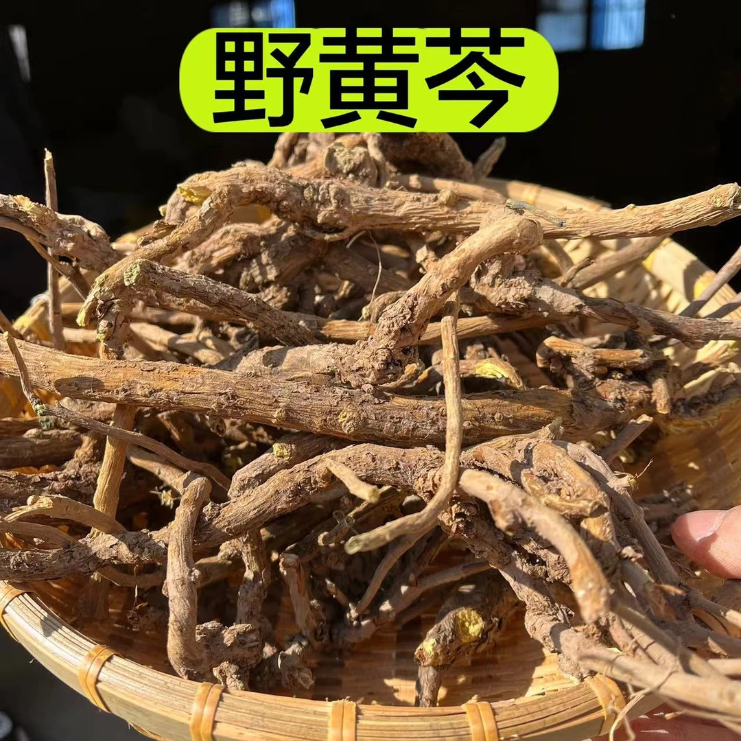 【野黄芩根茎】甘肃野黄芩 精选黄芩 野外多年生长 参250克食用