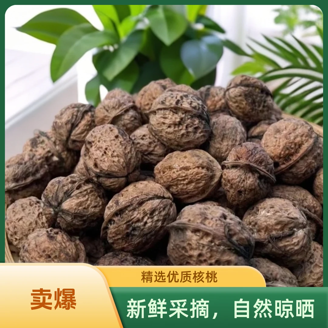 云南高山古树干核桃