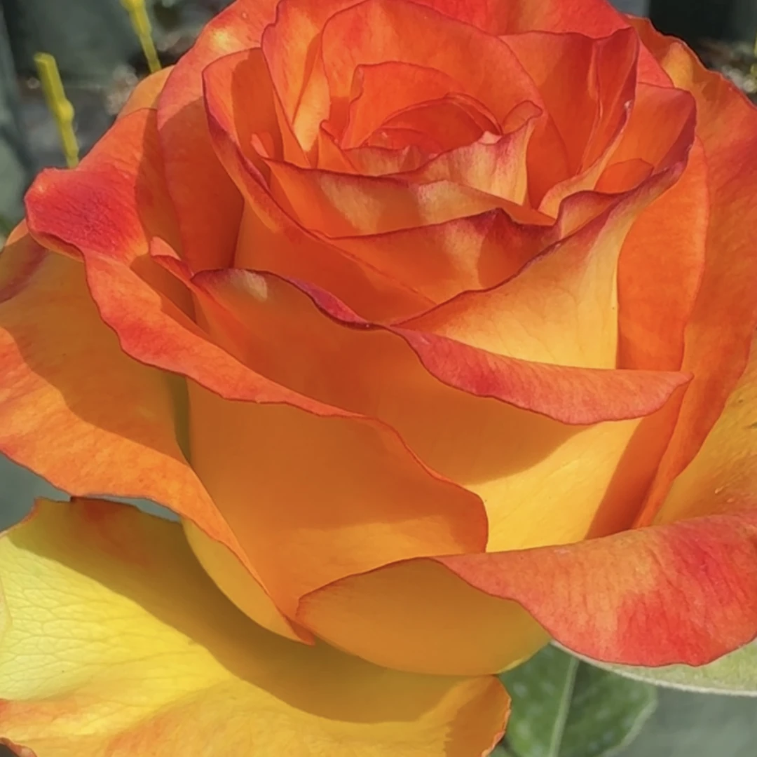 新品月季切花玫瑰 达喀尔 大花直立 阳台庭院花卉植物