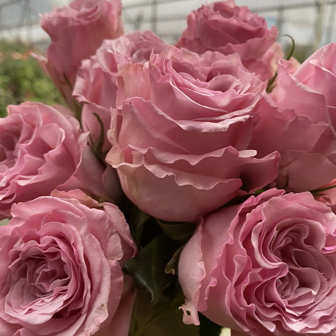 杨杨花卉   超新品月季切花玫瑰  宝贝 直立大花阳台花园植物