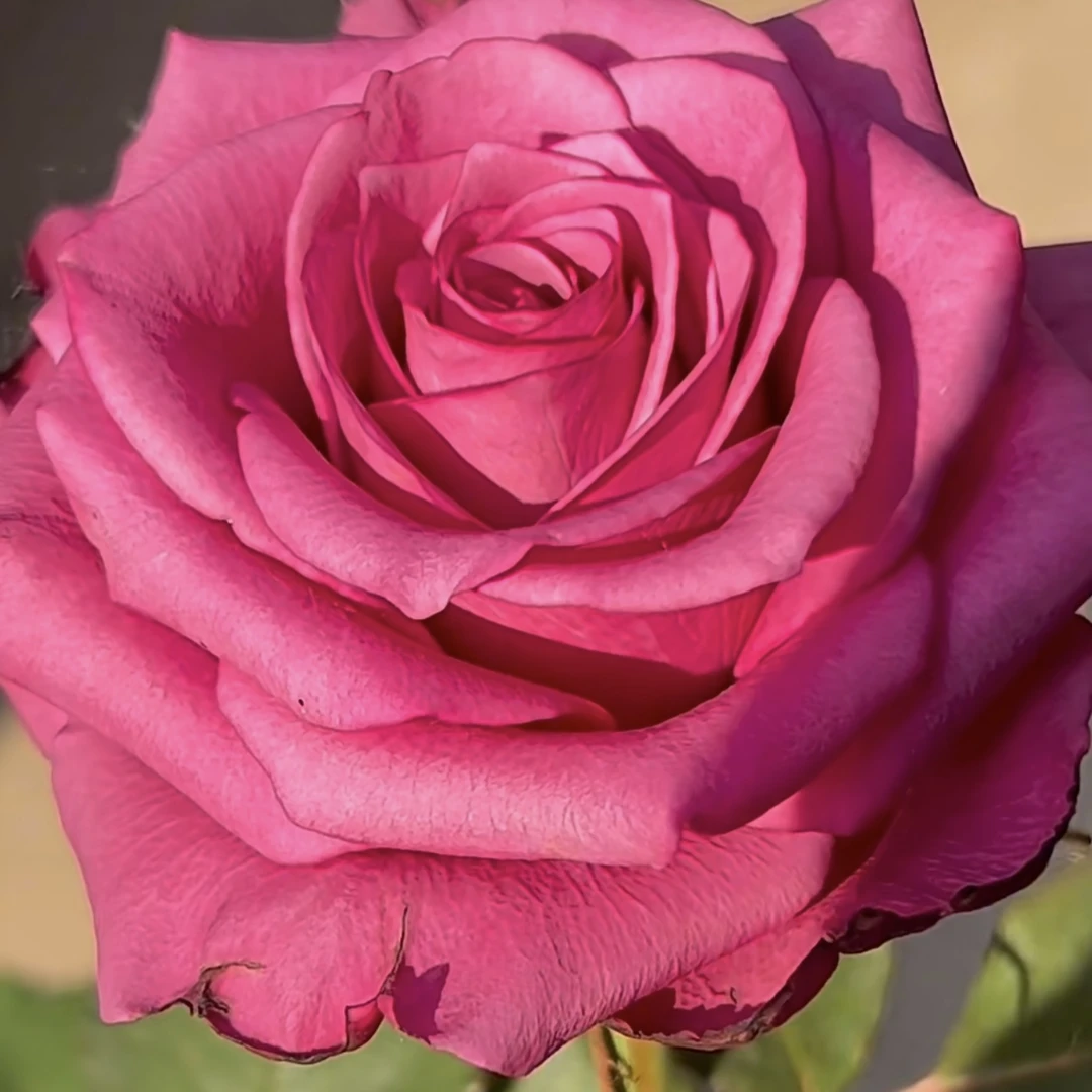 新品玫瑰  幕府将军 大花月季 直立阳台庭院花园花卉植物