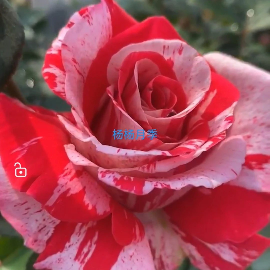 大花浓香两疯子阳台露台庭院盆栽花园花卉植物