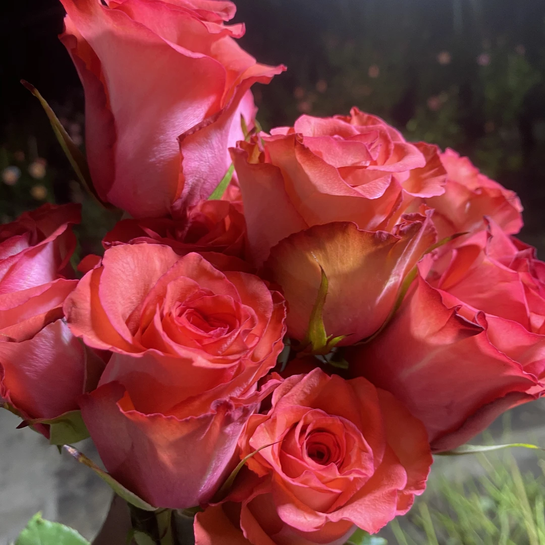 杨杨花卉 超新切花玫瑰  鬣蜥