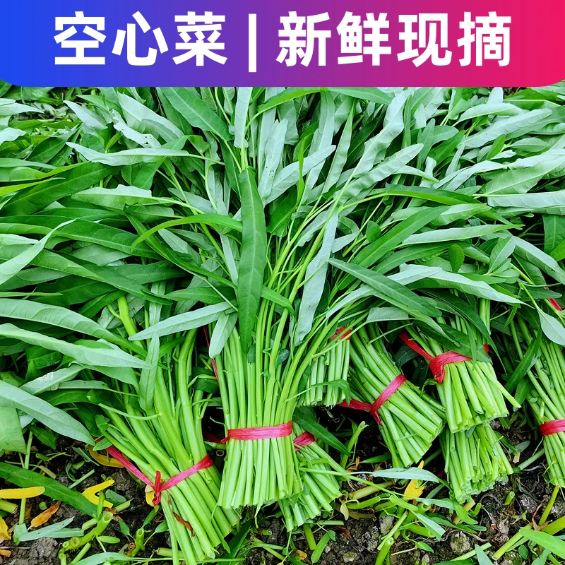 农家空心菜新鲜农家种藤藤菜蕹菜蓊菜通心菜无心菜空筒菜现摘蔬菜